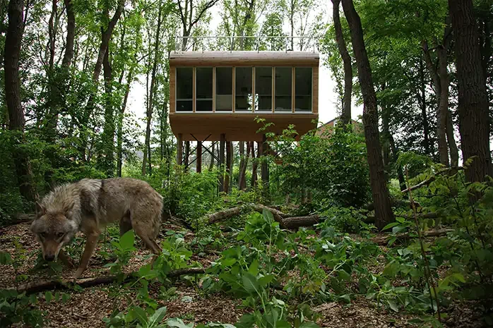 Wild Campen im Baumhaus