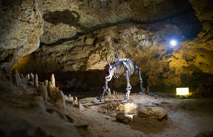 Skelett eines Höhlenbären in der Teufelshöhle in Pottenstein